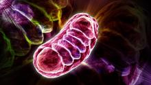 Mitochondrie, énergie cellulaire, biologie cellulaire, LineQuartz